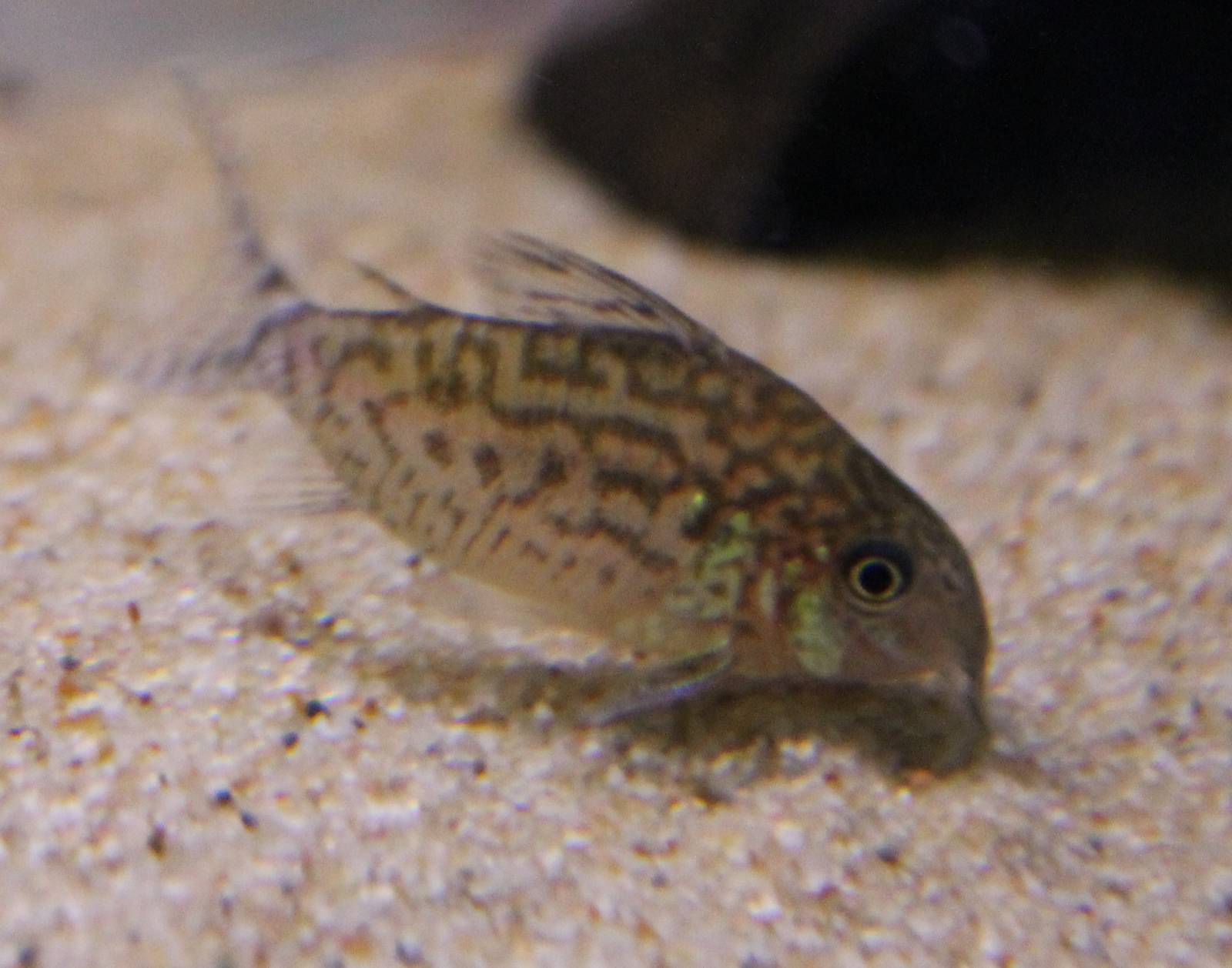 Corydoras sodalis
