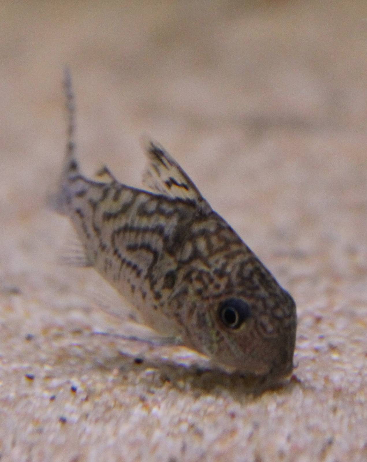 Corydoras sodalis
