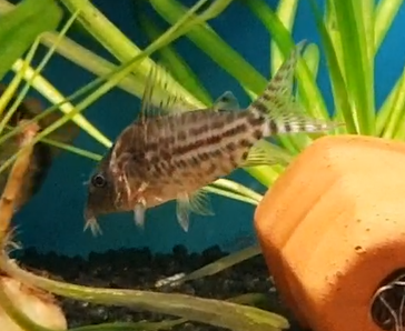 Corydoras sodalis