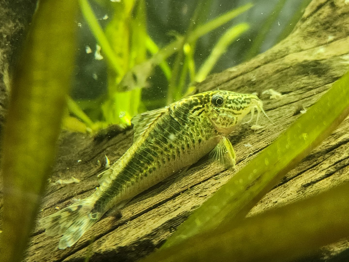 Corydoras sp. Takana