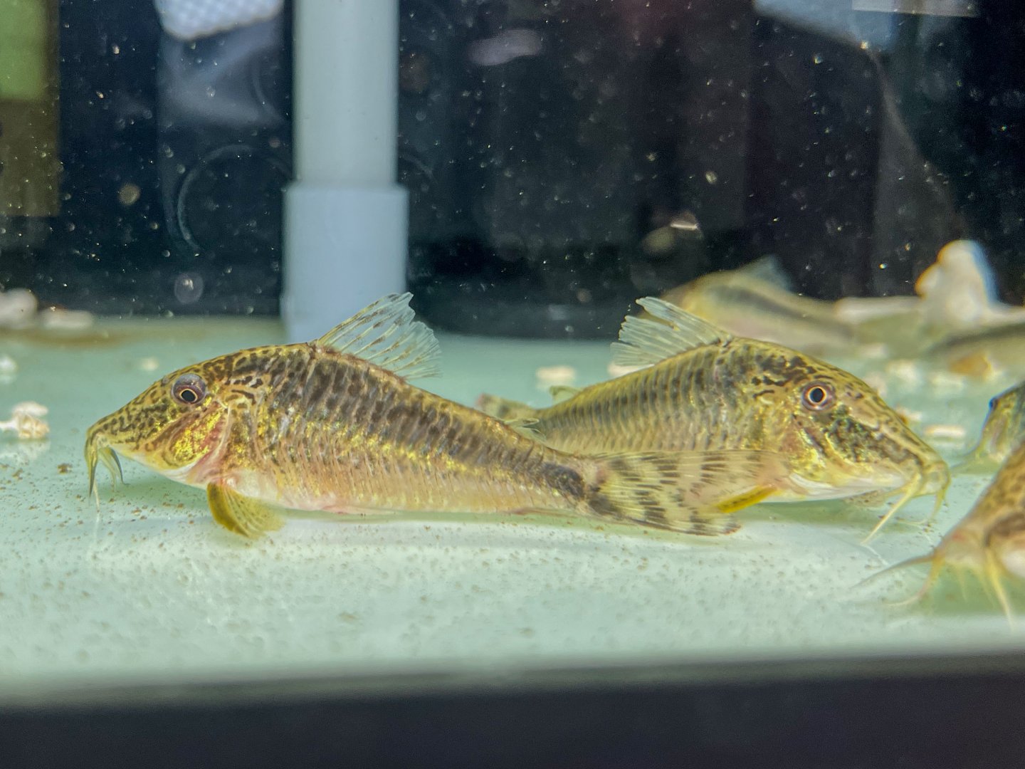 Corydoras sp. Takana