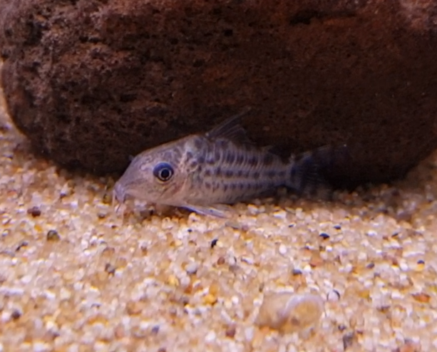 Corydoras species ( C-018 )