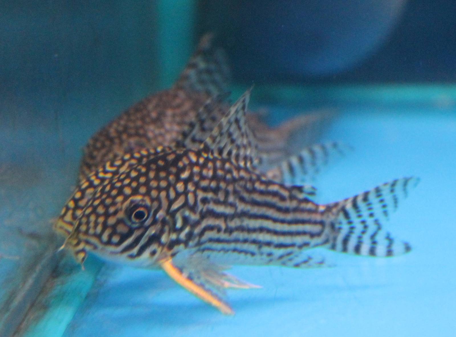 Corydoras sterbai