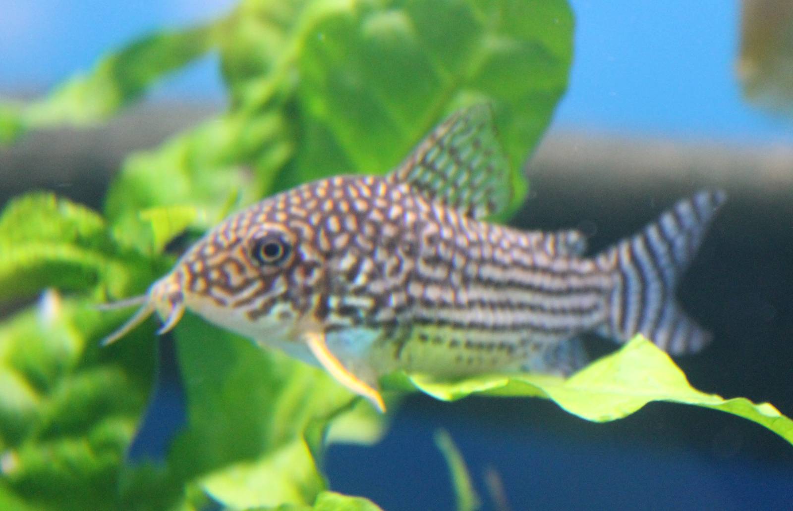 Corydoras sterbai
