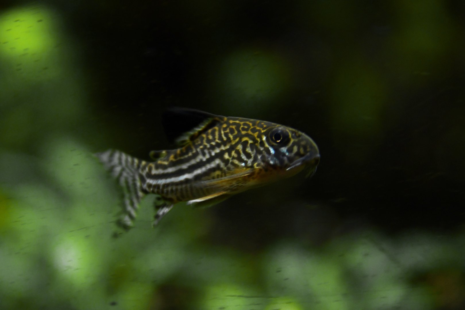 Corydoras sterbai