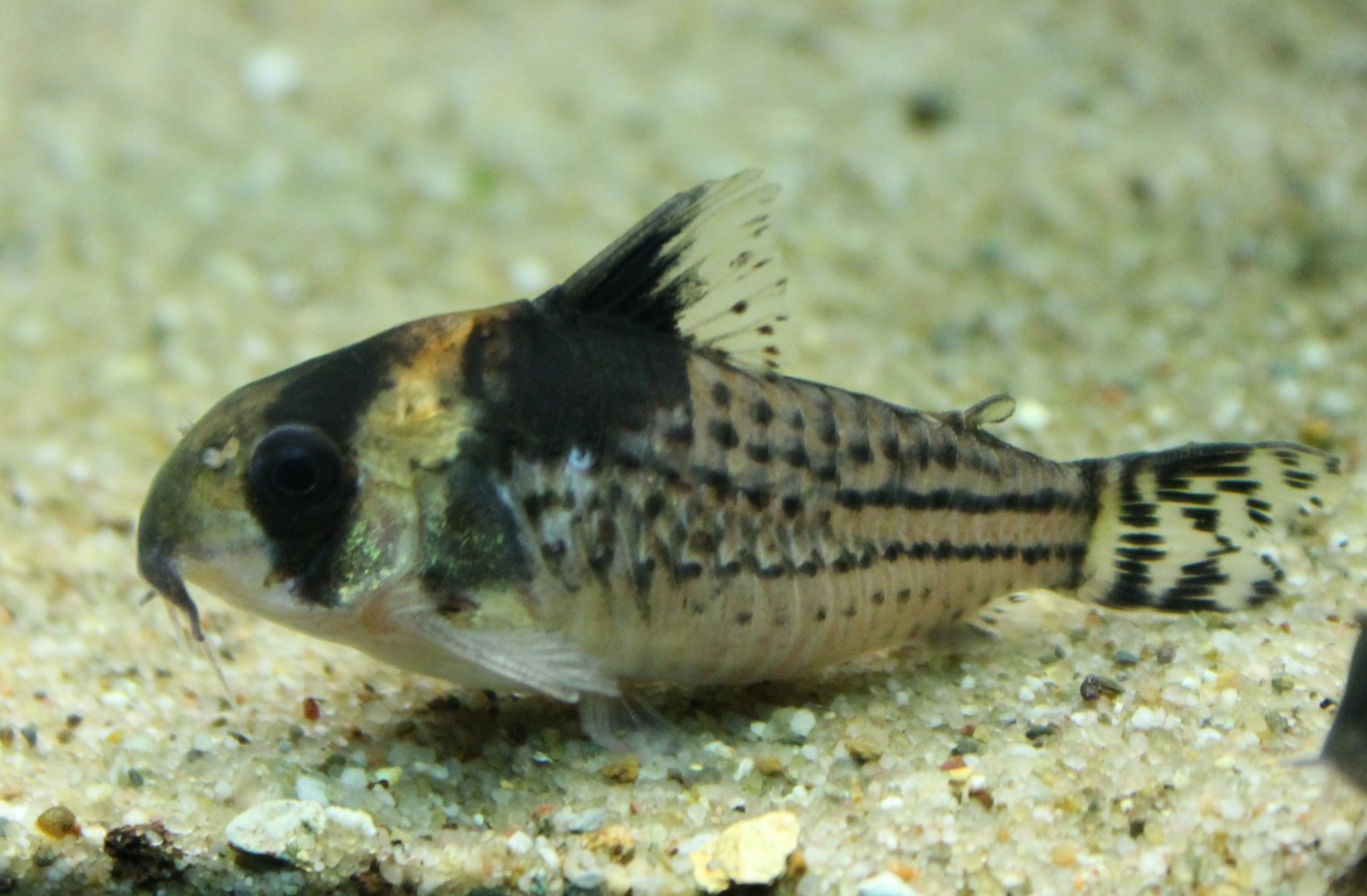 Corydoras surinamensis
