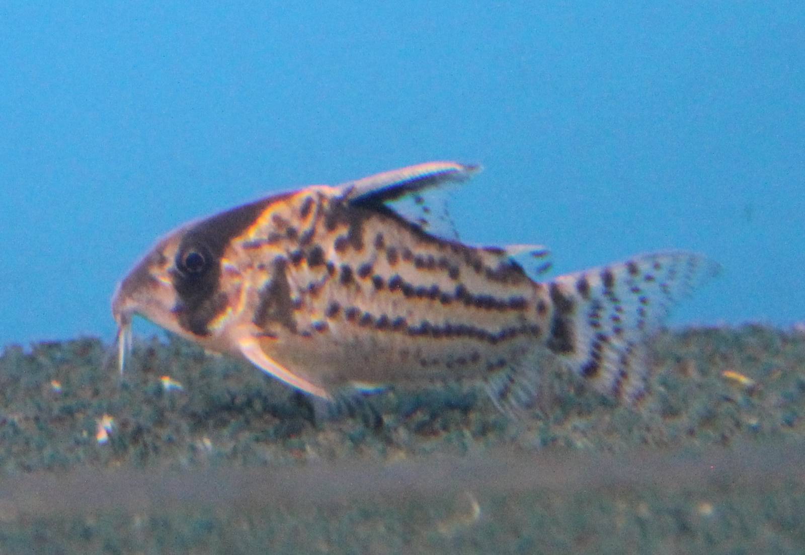 Corydoras swartzi