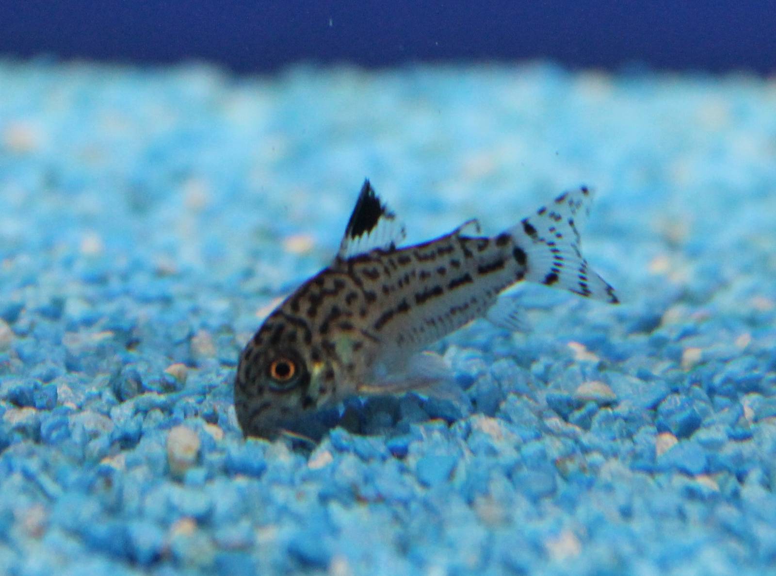 Corydoras trilineatus