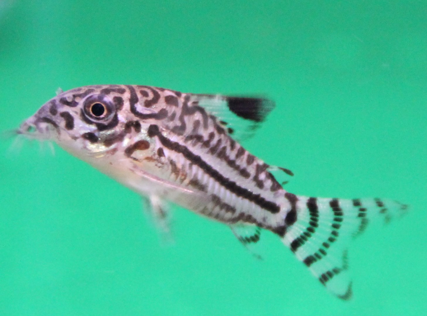 Corydoras trilineatus
