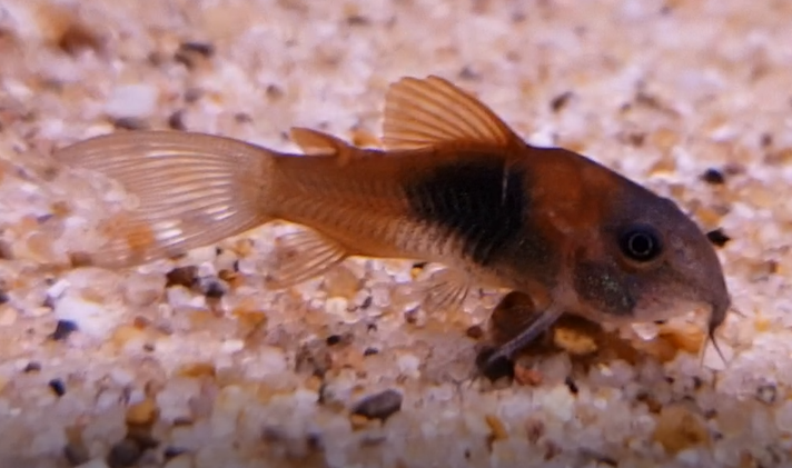Corydoras venezuelanus