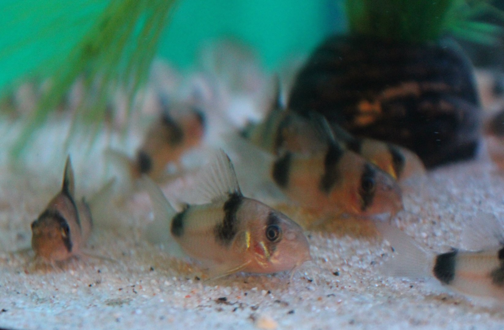 Corydoras weitzmanni