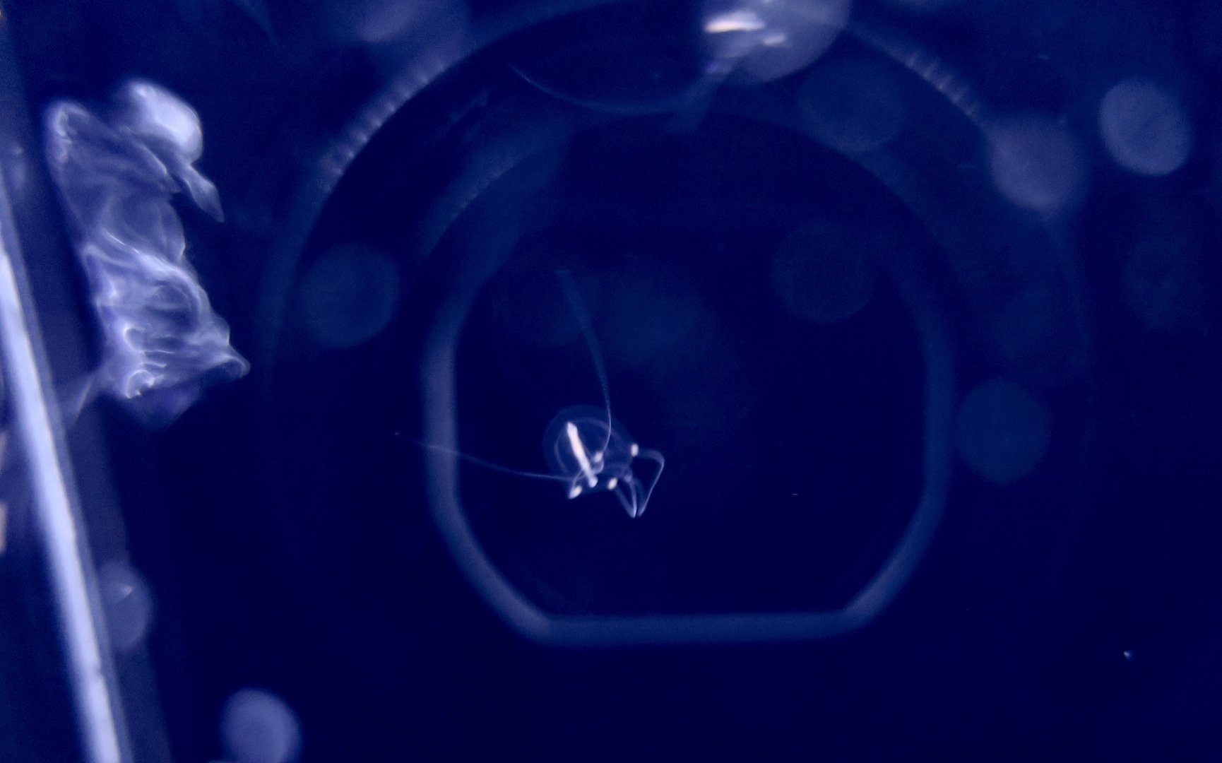 Coryne japonica, a hydrozoan jellyfish