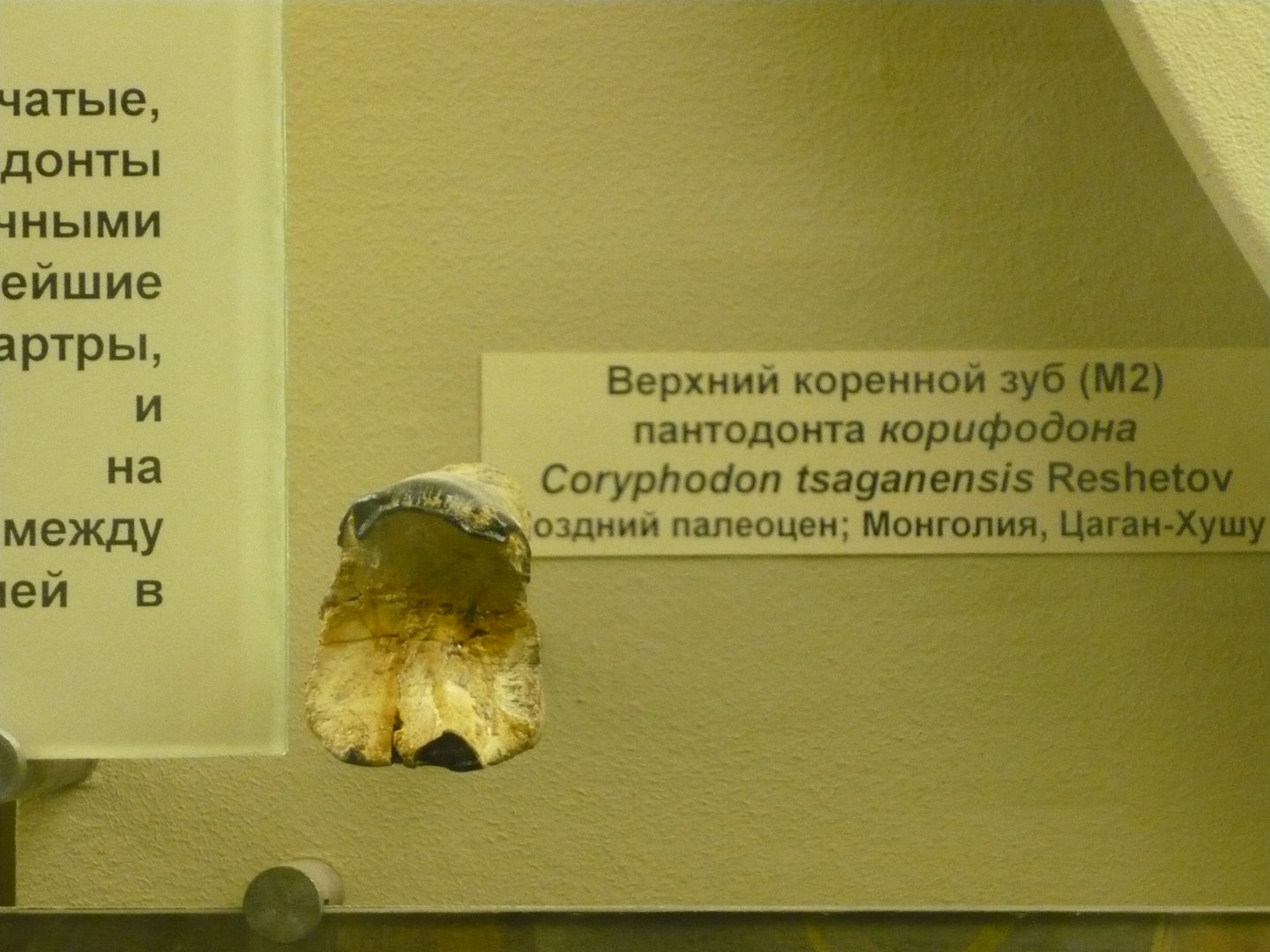 Coryphodon tsaganensis molar tooth (M2)