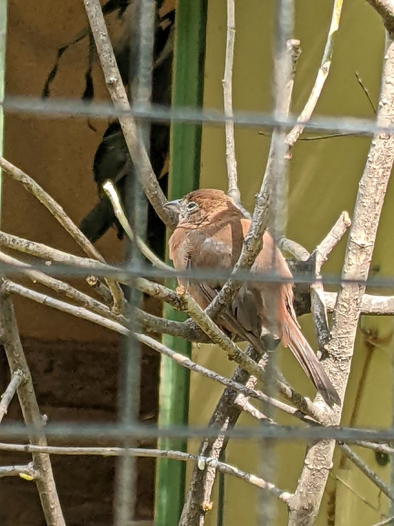 Coryphospingus cucullatus? (Voliere Mythenquai)