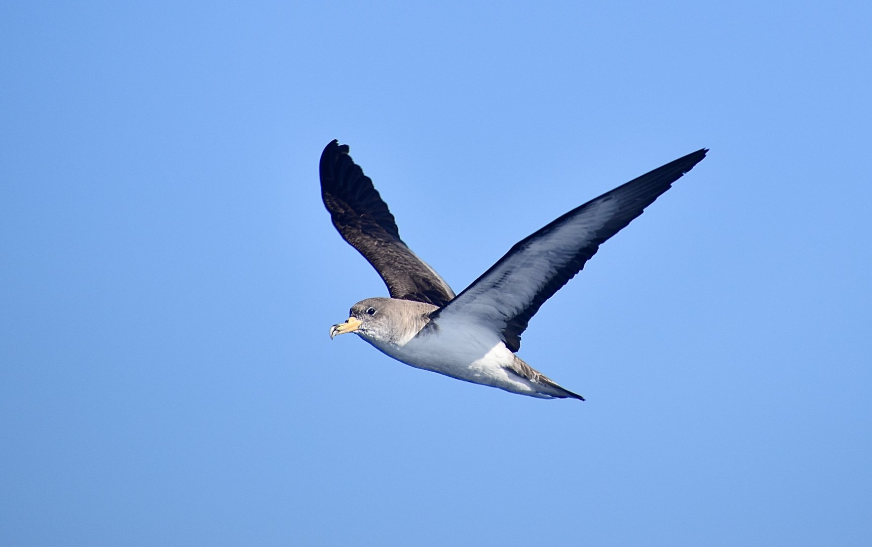 Cory's Shearwater (Calonectris borealis)