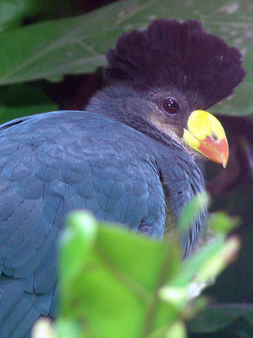 Corythaeola cristata / Great blue turaco