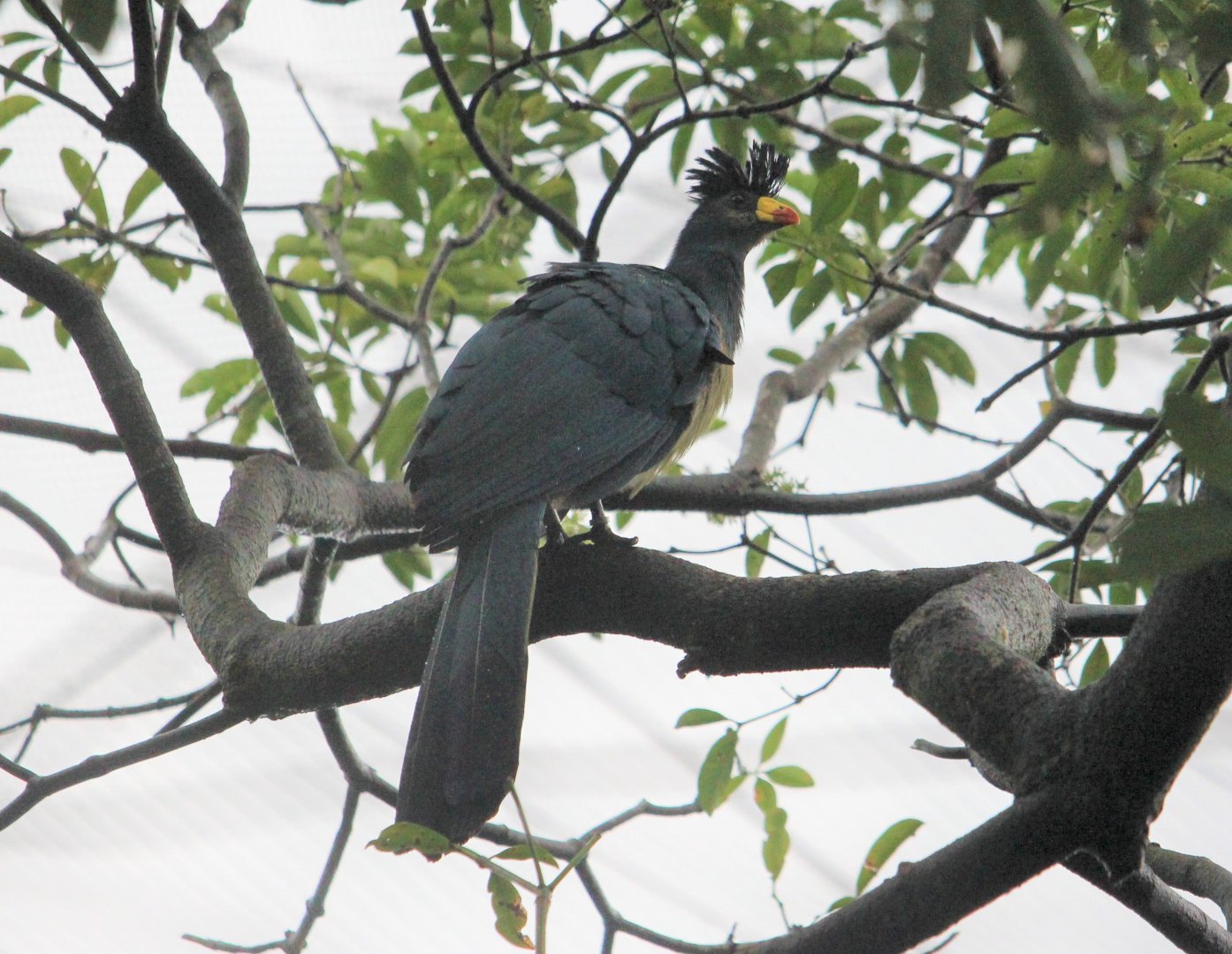 Corythaeola cristata / Great Blue Turaco
