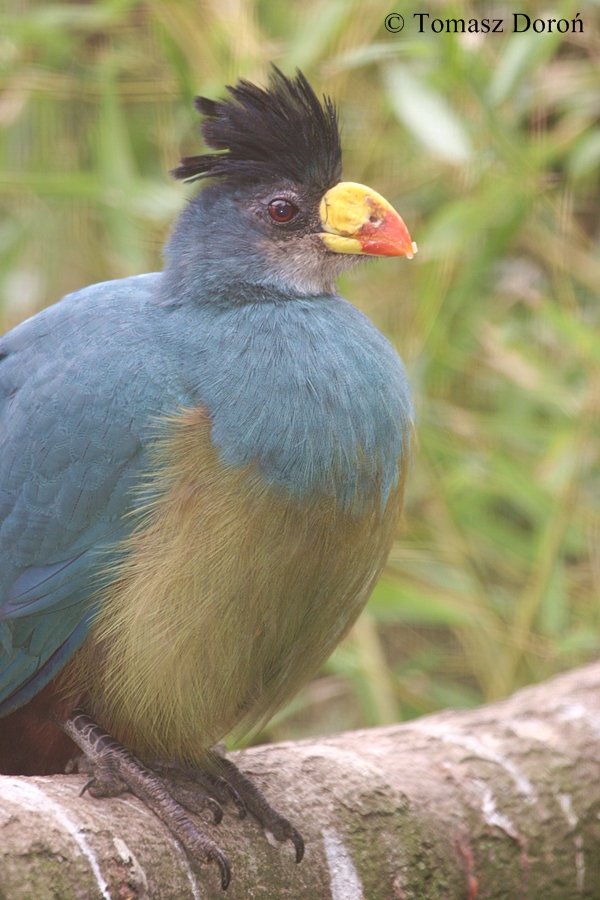 Corythaeola cristata