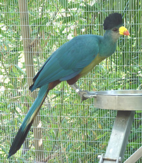 Corythaeola cristata