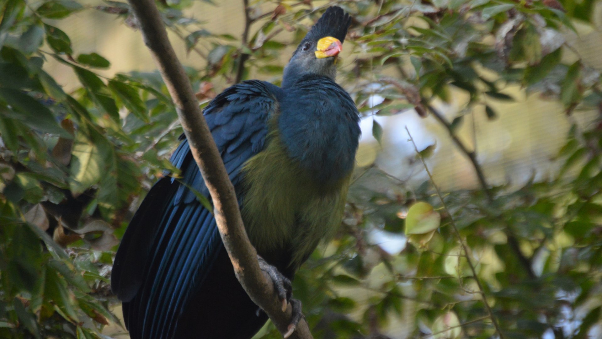 Corythaeola cristata