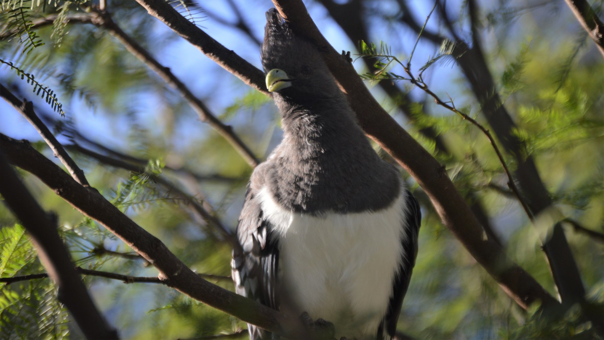 Corythaixoides leucogaster