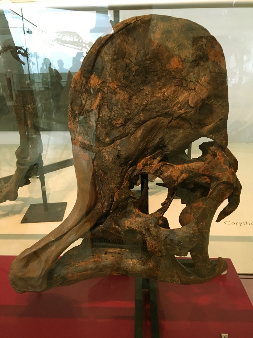 Corythosaurus Adult Skull
