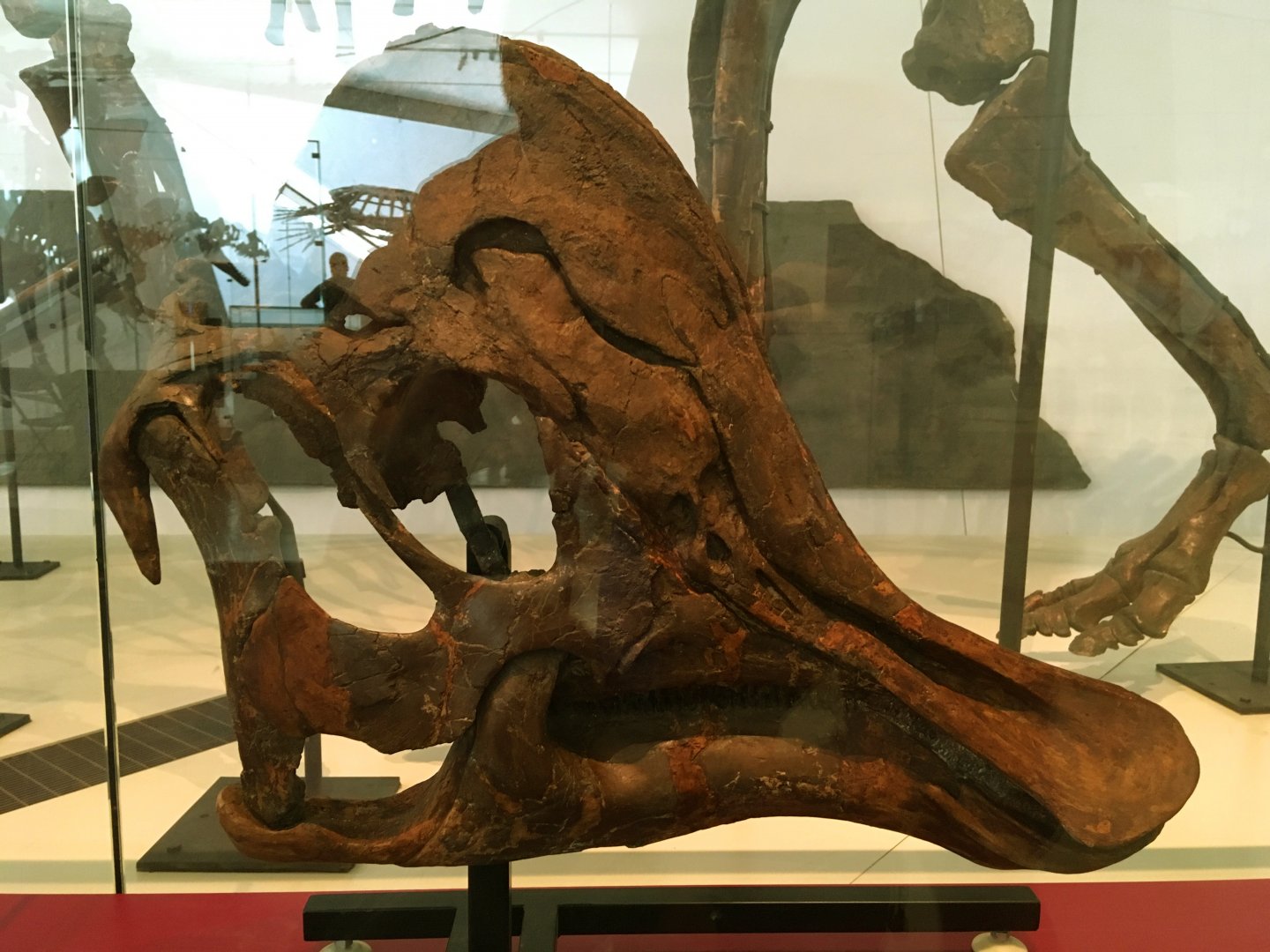 Corythosaurus Sub-Adult Skull