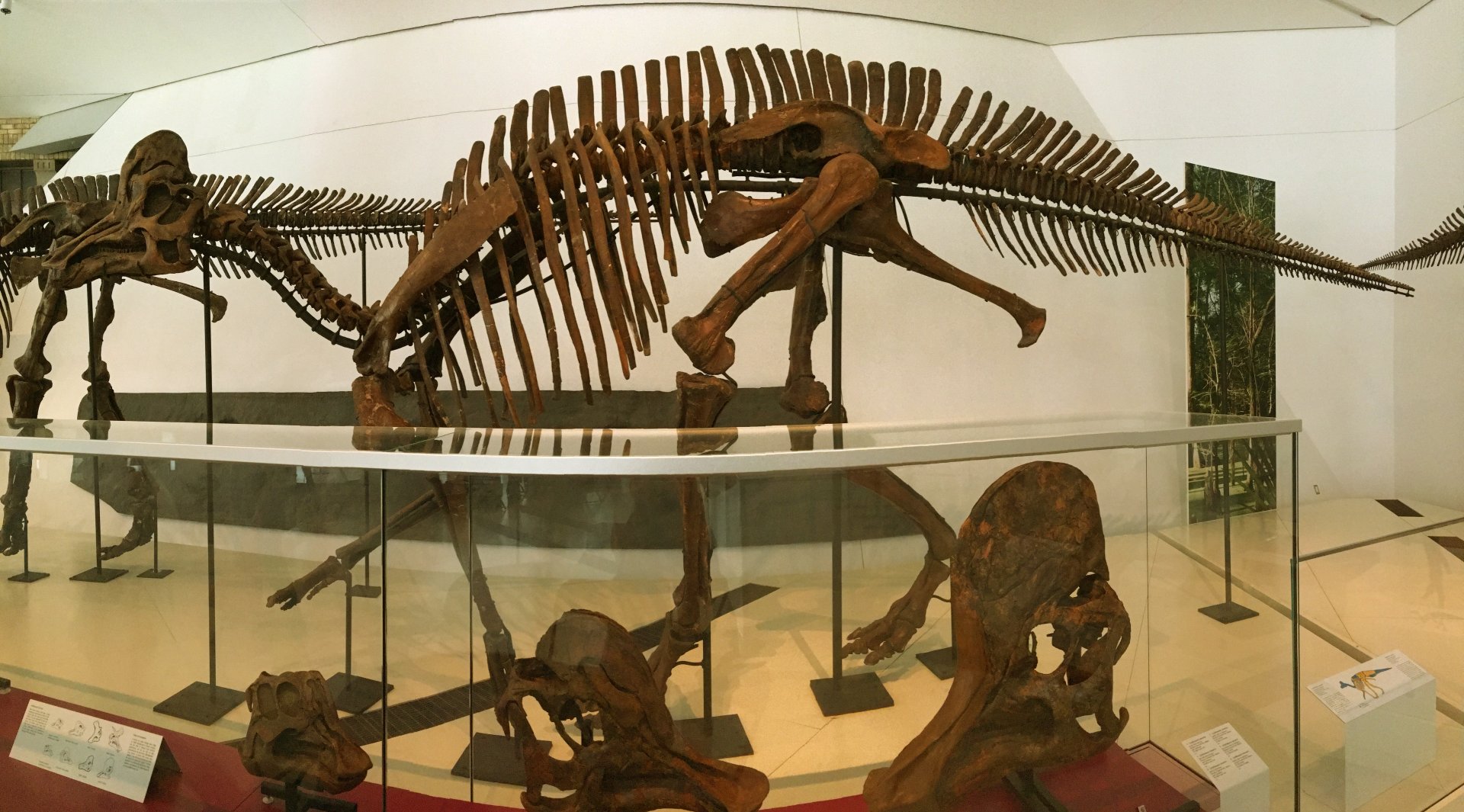 Corythosaurus