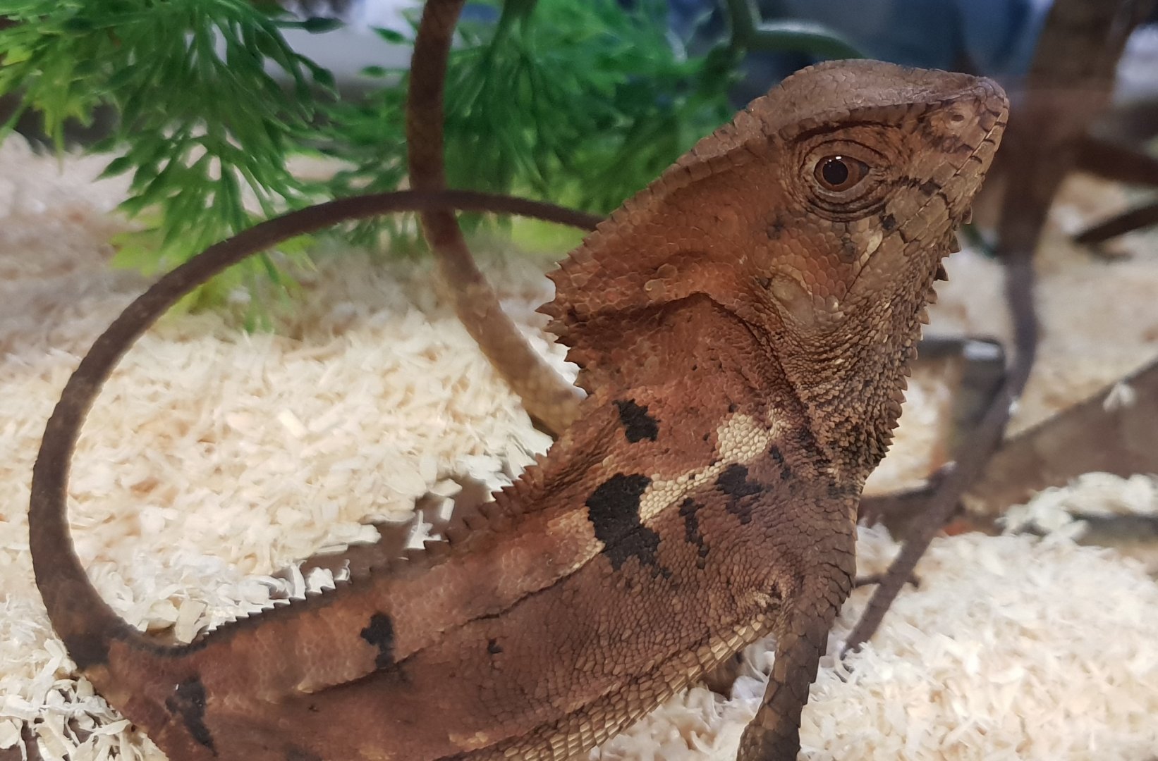 Corytophanes cristatus