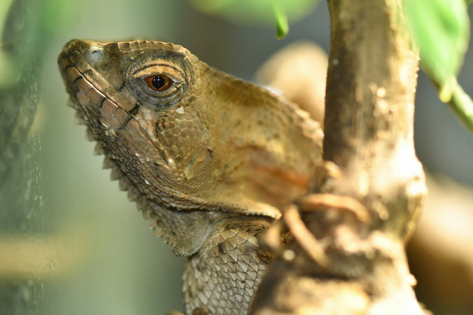 Corytophanes cristatus