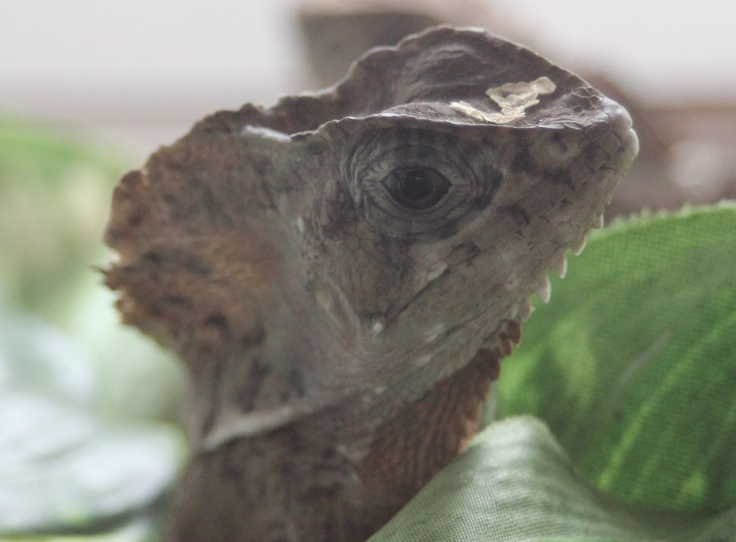 Corytophanus cristatus