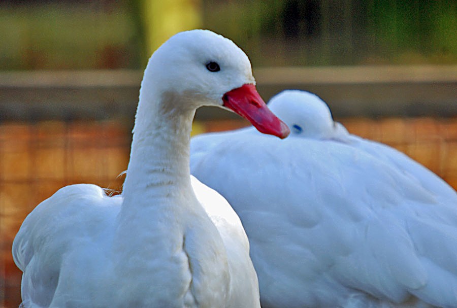 coscobora swans