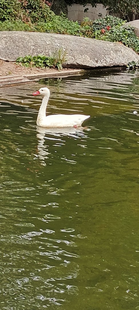 Coscoraba Swan