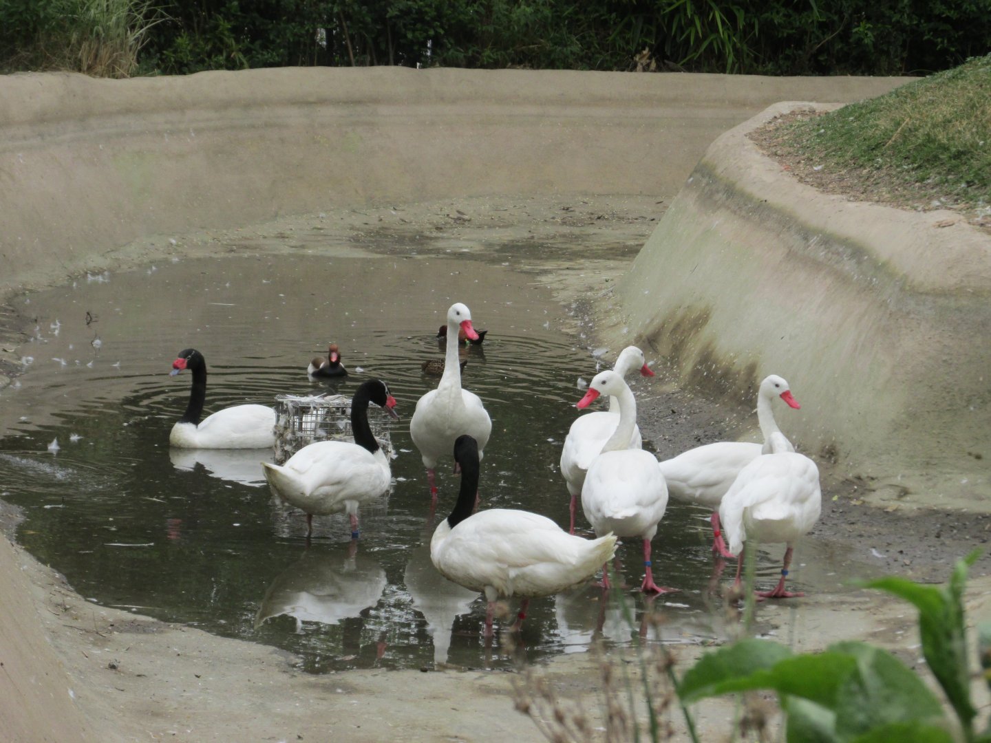 coscoroba and black necked swans - duck id needed