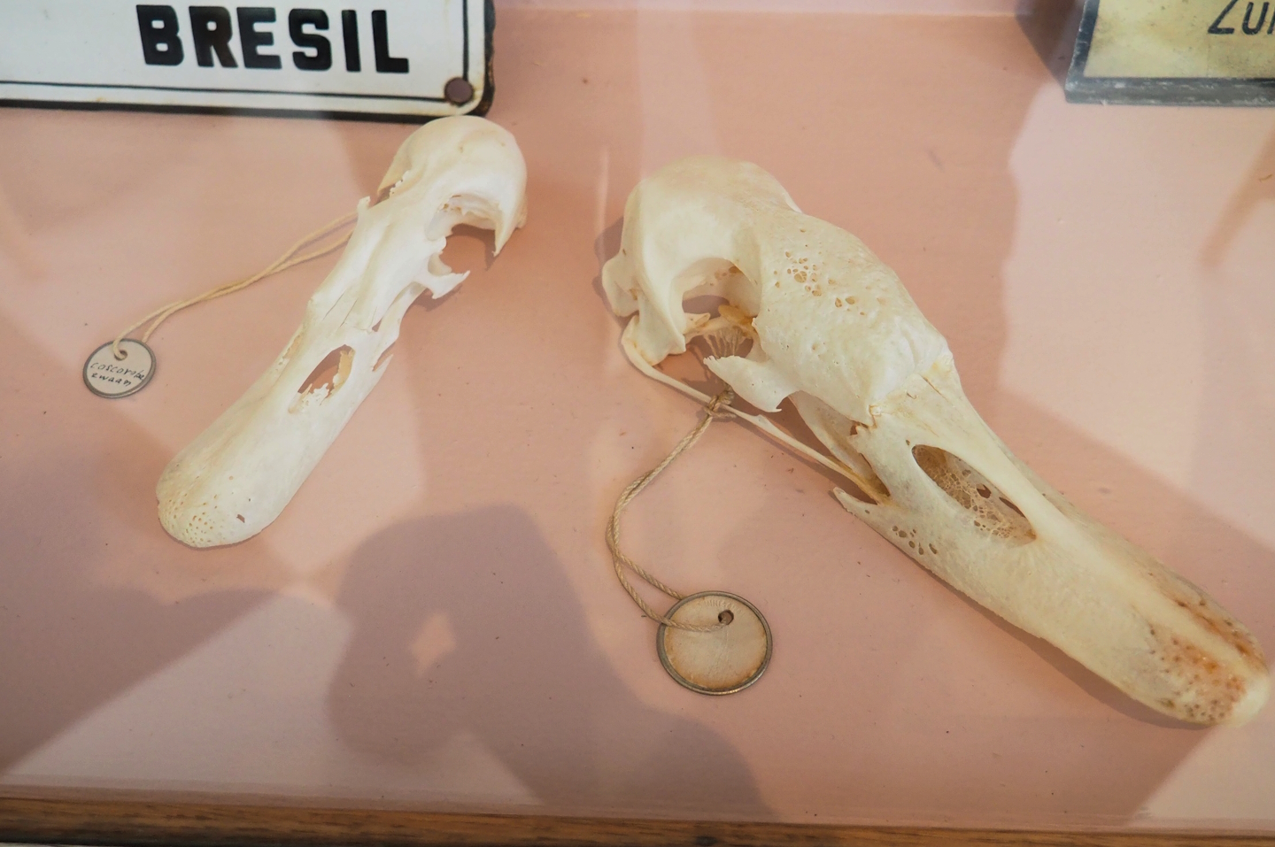 Coscoroba and Mute swan skulls, 2023-04-08