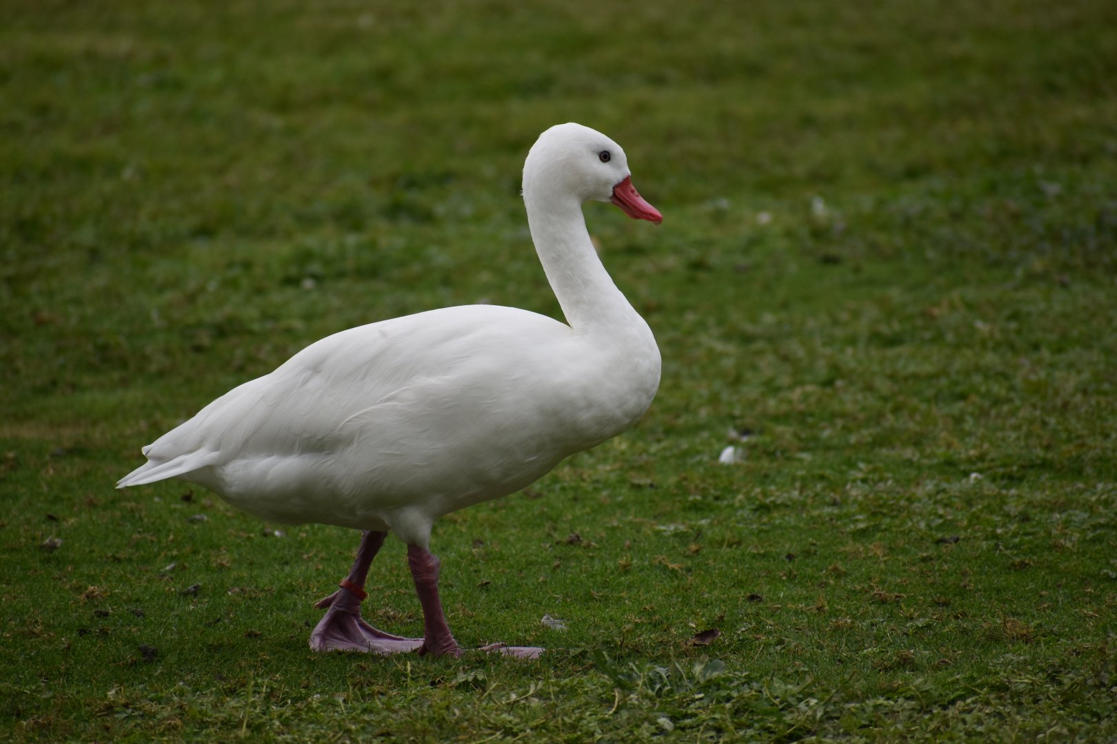 Coscoroba coscoroba - Coscoroba Swan