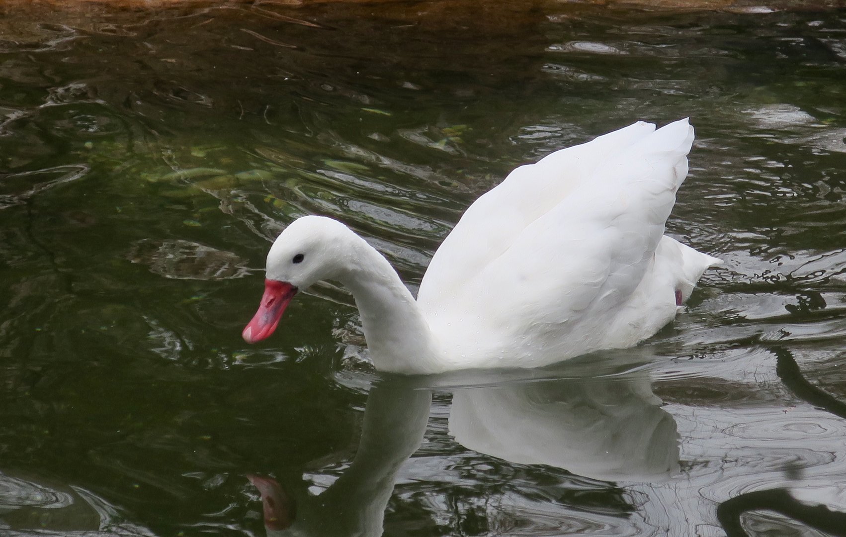 Coscoroba (Coscoroba coscoroba)