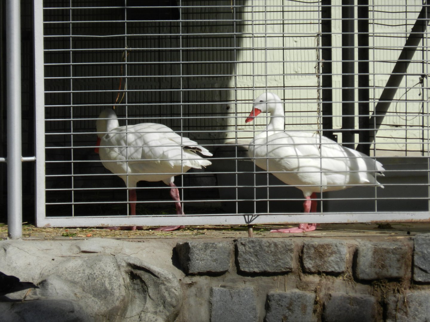 Coscoroba - Ecoparque BA