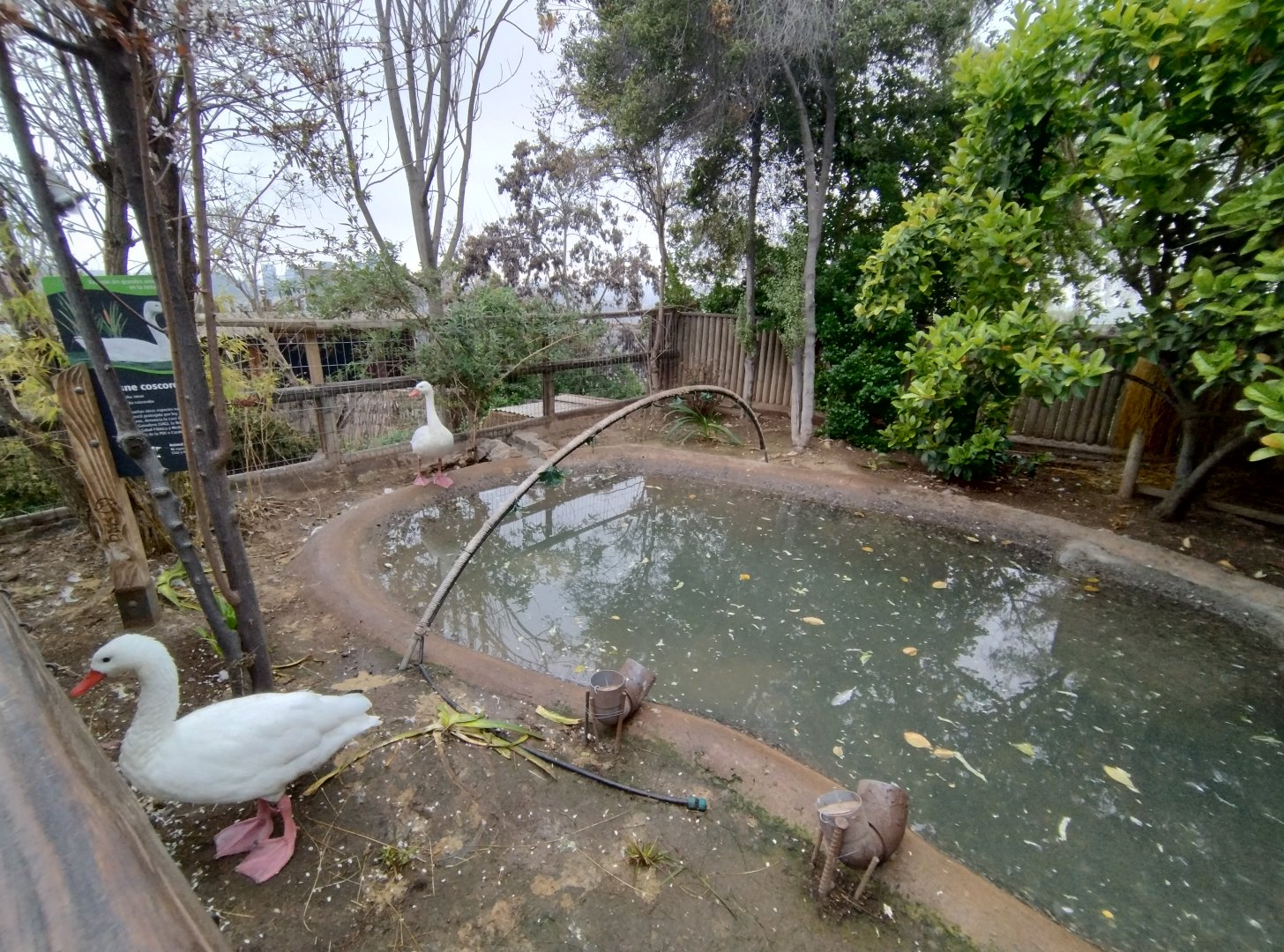 Coscoroba exhibit - Santiago zoo (Zoologico nacional)