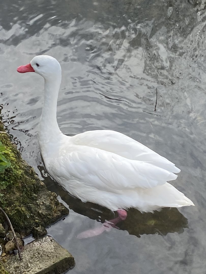 Coscoroba swan 010323