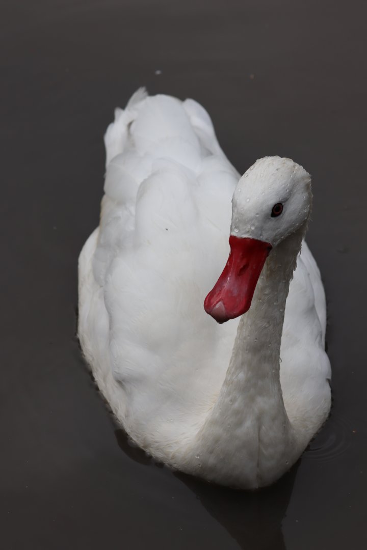 Coscoroba Swan - 1 August 2020