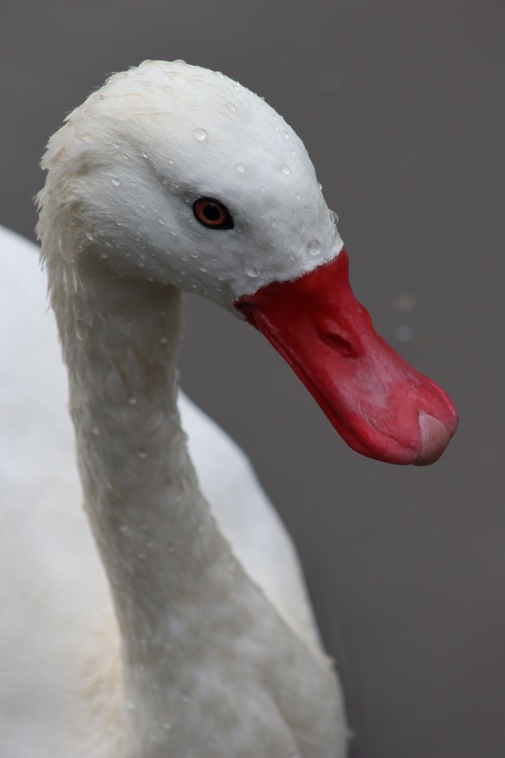 Coscoroba Swan - 1 August 2020