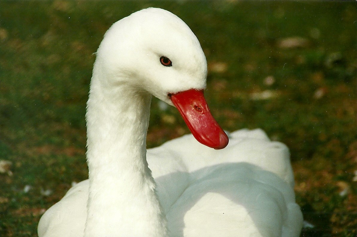 Coscoroba Swan 1st April 2000
