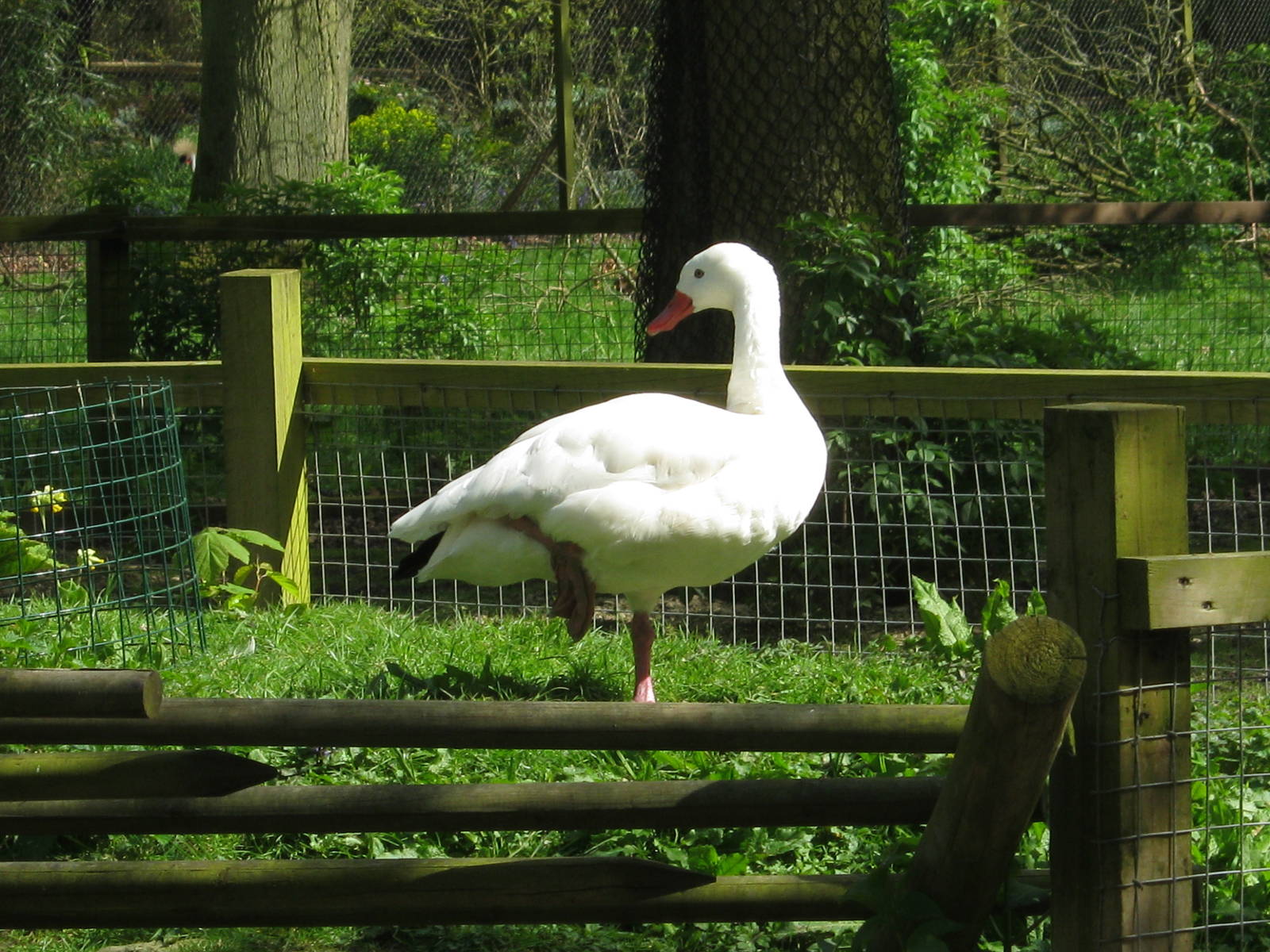Coscoroba Swan 2012.