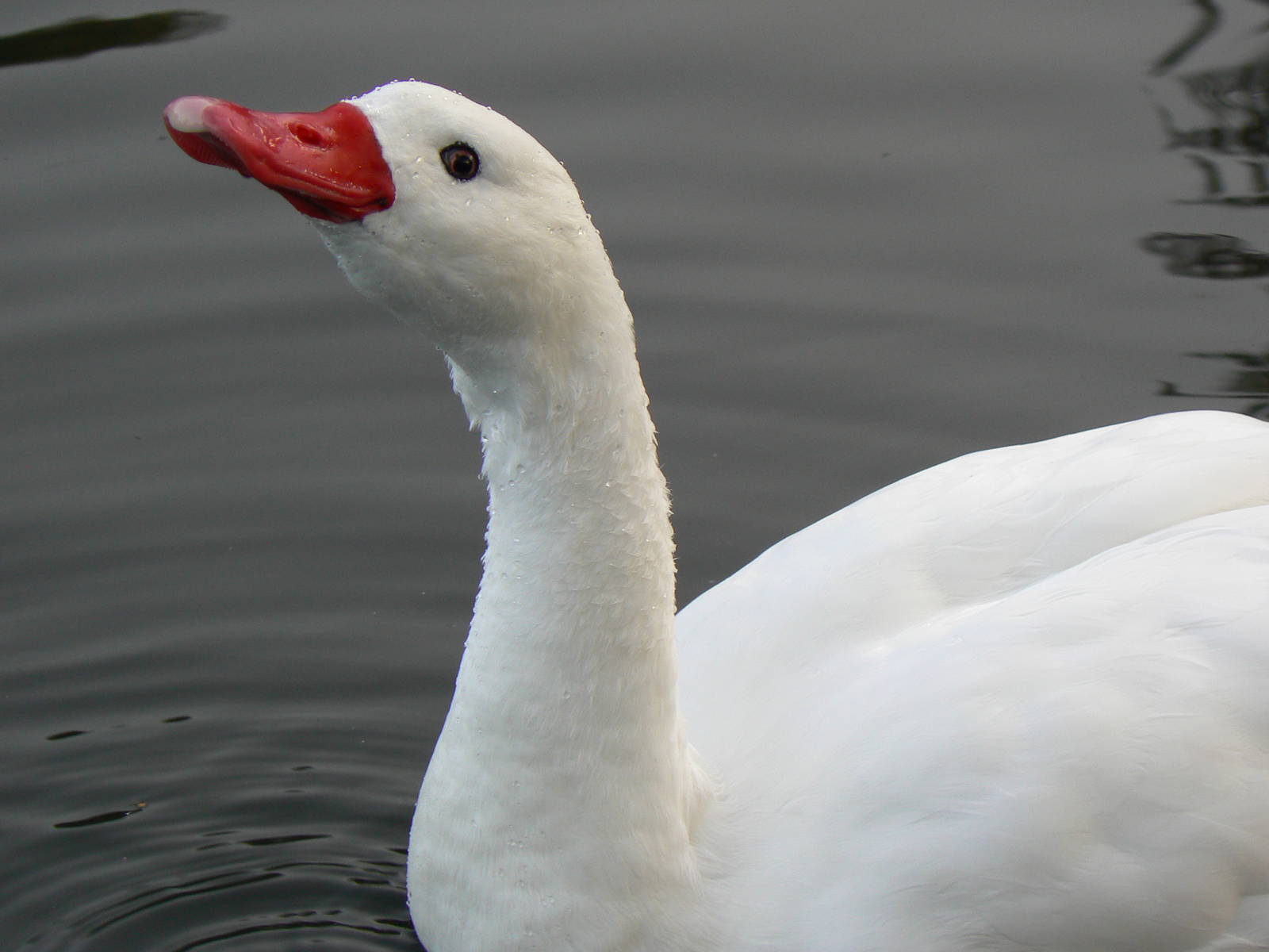 Coscoroba Swan - 26 October 2015