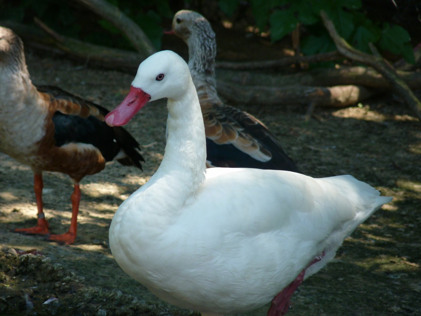 Coscoroba swan and Orinoco geese
