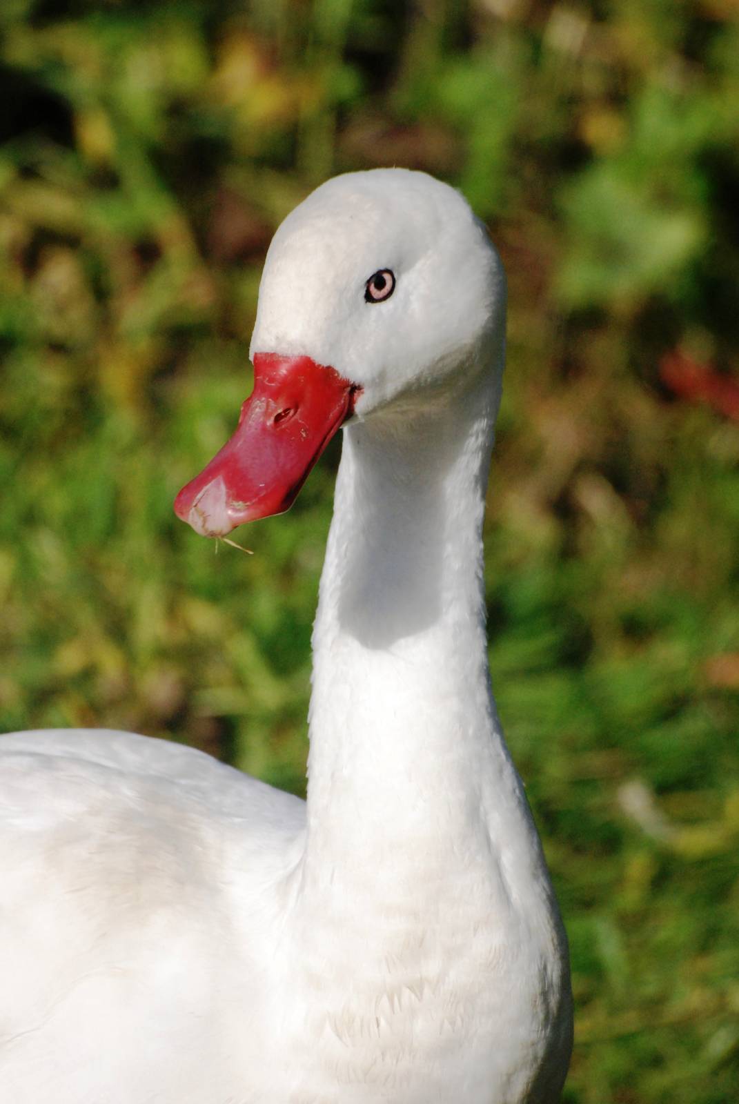 Coscoroba Swan at Blackbrook, 21/10/12