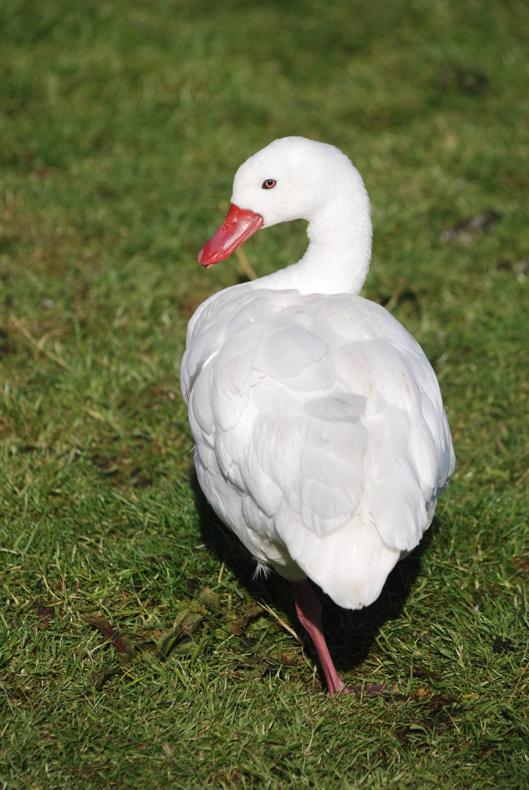 Coscoroba Swan at Blackbrook, 28/10/11