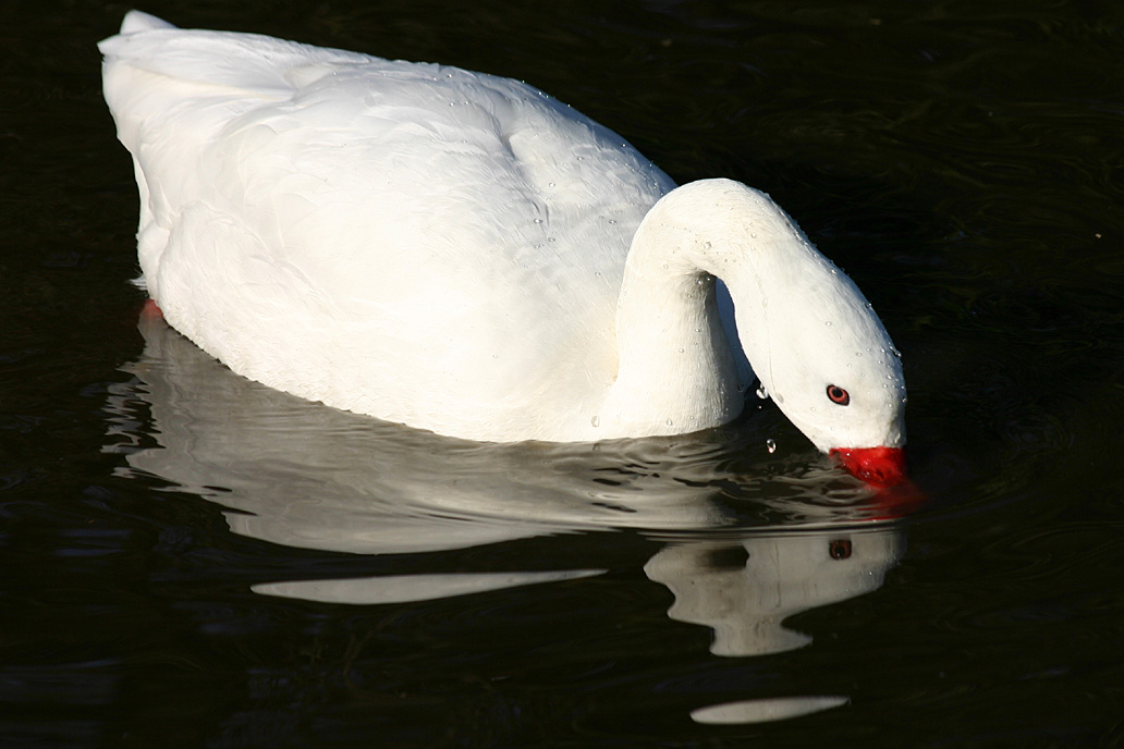 Coscoroba Swan at Martin Mere 17/02/08