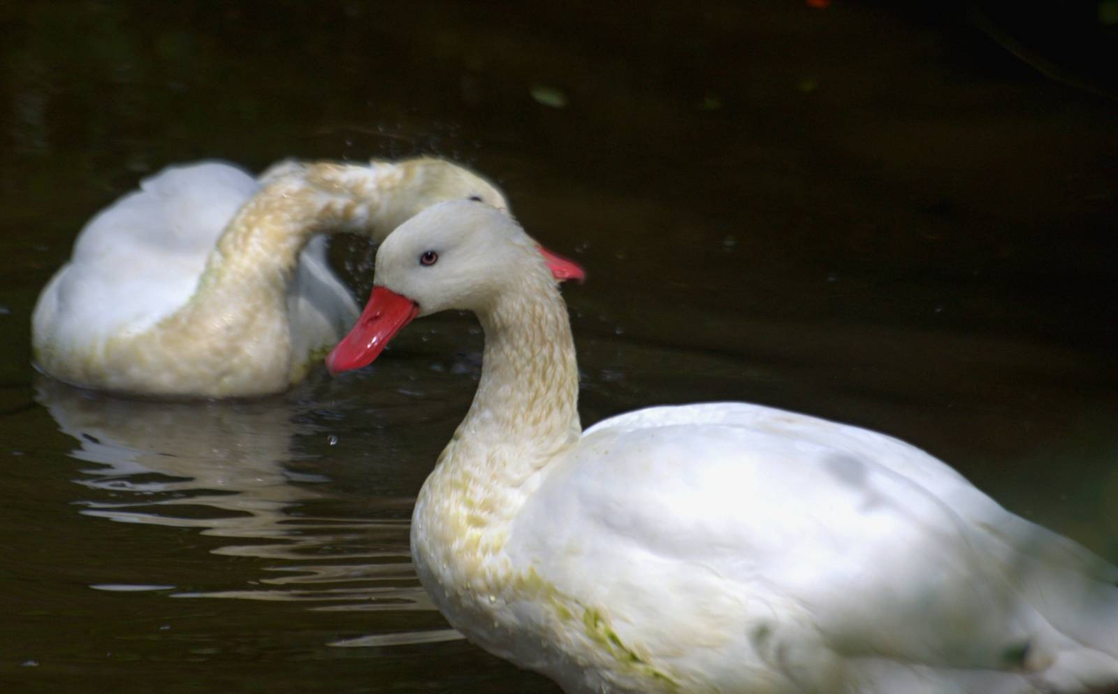 Coscoroba Swan - Belfast Zoo